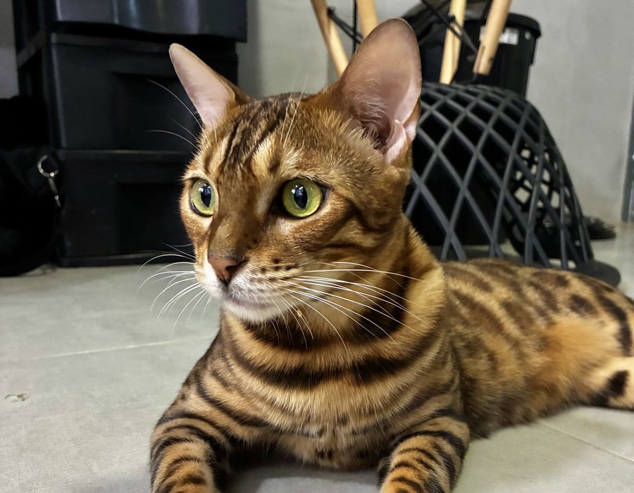 Gato da ZooFoz em destaque durante a experiência
