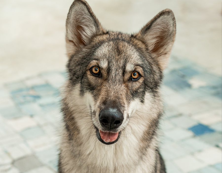 Lobo da ZooFoz olhando para a câmera durante a experiência